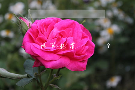 賭博算犯罪嗎？？？？